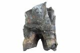 Fossil Woolly Rhino (Coelodonta) Tooth - Siberia #370922-1